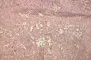 DSC_2229.webp