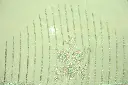 DSC_6968.webp